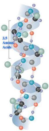 Alpha Helix Structure | Beta Sheet, Hydrogen bonds & Proteins - Video ...