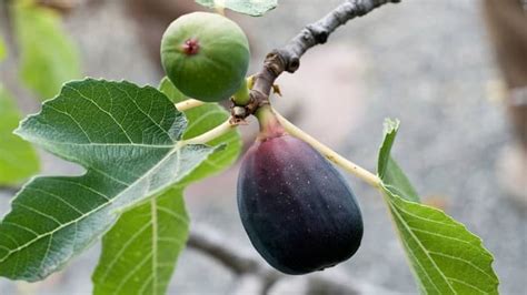 Growing Dwarf Fig Trees Indoors - Indoor Garden Tips