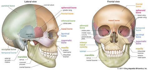 9.6 Skull Anatomy Diagram | Quizlet