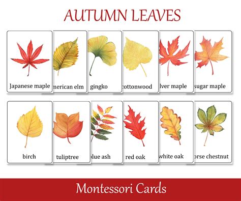 Fall Leaves Identification Montessori 3 Part Cards Preschool - Etsy