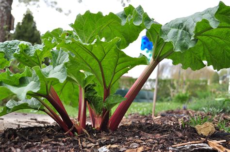 How to Grow Rhubarb in a Pot or in the Garden - Plant Instructions