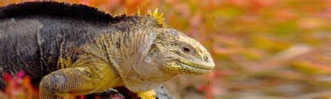 Galapagos Islands Wildlife Guide | Galapagos Wildlife Facts