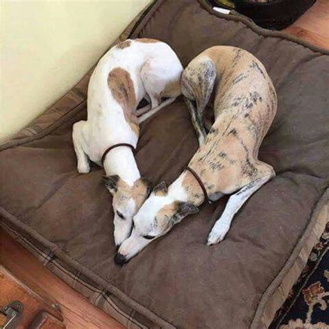 These two sleeping greyhounds made a heart