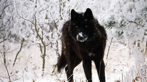 Black Wolf HD Wallpapers - Wallpaper Cave