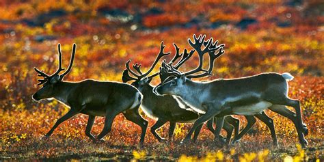 Caribou population decline not caused by over-harvesting by Indigenous ...