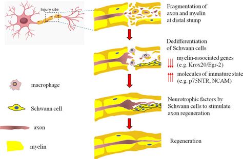 Schematic showing an overview of nerve regeneration after injury ...