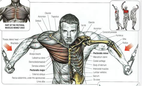 Chest Muscles Simplified:The Myth of Lower Chest and Upper Chest ...