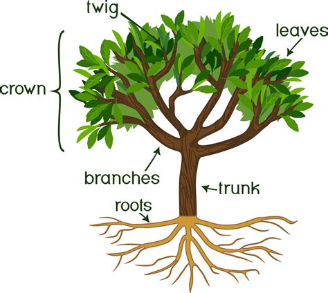 Basic Tree Anatomy: The parts of a tree, and their function - Snohomish ...