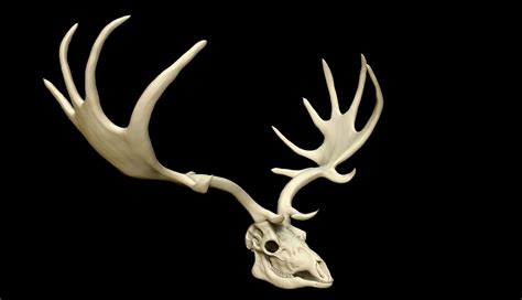 Megaloceros Giganteus or Irish Elk Skull free VR / AR / low-poly 3D ...