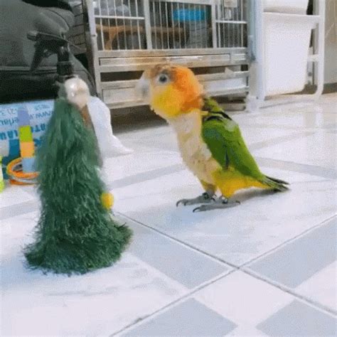 Parrots Funny GIF - Parrots Funny Parrotslo - Discover & Share GIFs