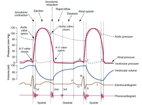 A Quick Guide to ECG - IVLine