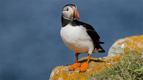 Atlantic Puffin | Audubon Field Guide