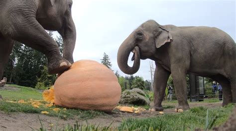 Elephants Crushing And Eating 1,200 Pounds Of Giant Pumpkins To ...