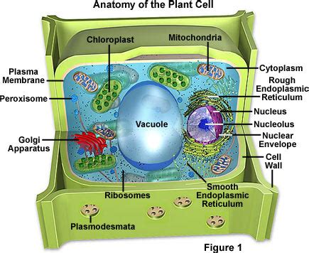 Plant Structure - BIOLOGY JUNCTION