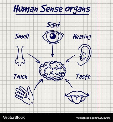 Synopsis of human sense organs sketch Royalty Free Vector