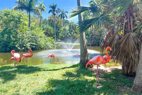 Are the Sarasota Jungle Gardens Worth Visiting? + Full Review