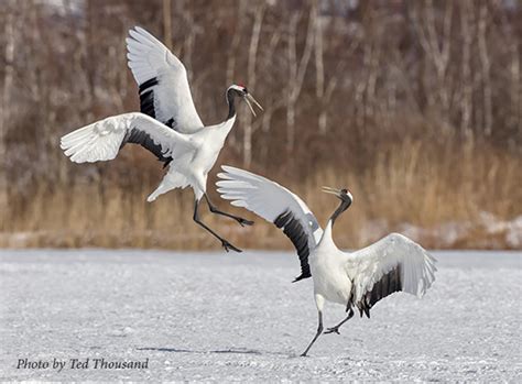 Red-crowned Crane - International Crane Foundation