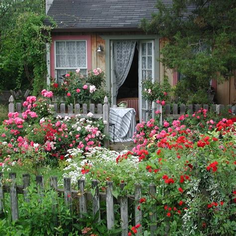 English Cottage Garden Plants Australia - aliaarajin