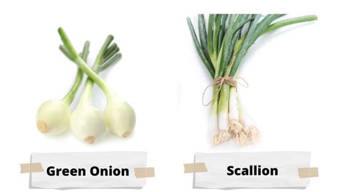 Green Onions vs. Scallions: Same or Different? Answered! - Rennie Orchards