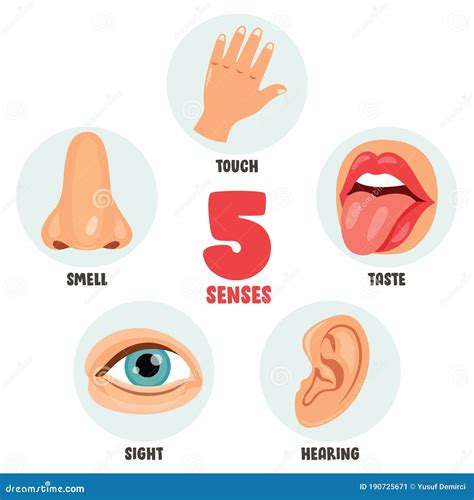 Five Senses Concept with Human Organs Stock Vector - Illustration of ...