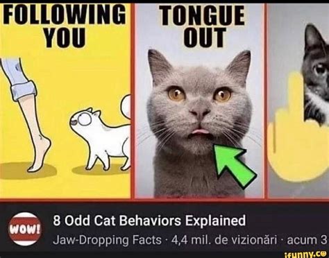 FOLLOWINGI TONGUE OUT 8 Odd Cat Behaviors Explained Jaw-Dropping Facts ...