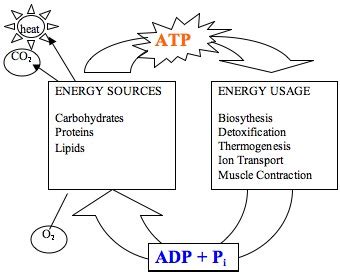 Adenosine Diphosphate: Definition & Function | Study.com