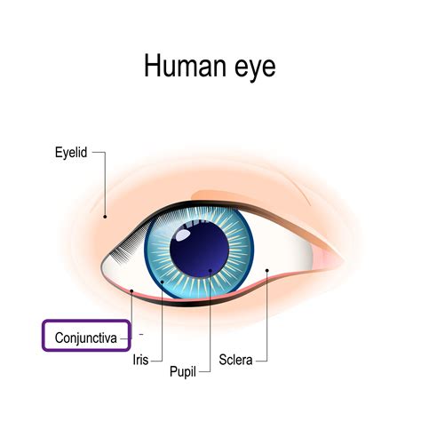 Conjunctiva Anatomy Discount Retailers | www.pinnaxis.com