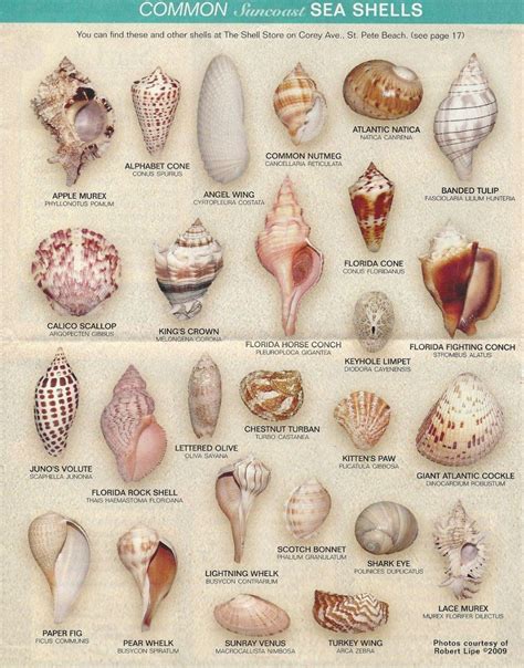 Pin by Sandi Williams on Sand, Shells & Such | Sea shells, Seashell ...