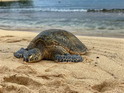 Trump Administration Sued for Failing to Protect Green Sea Turtle ...