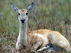 Pampas Deer Facts - Photos - Earth's Endangered Creatures