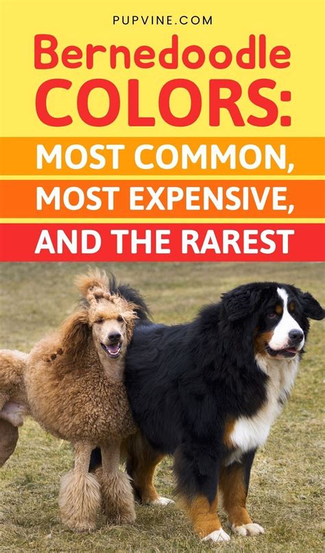 Bernedoodle Colors: The Berner/Poodle Mix Coat Colors Explained ...