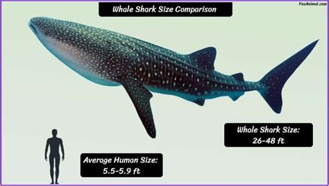 Whale Shark Size: How Big Are They Compared To Others?