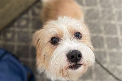 Beagle Poodle Mix: A Dog That Will Melt Your Heart