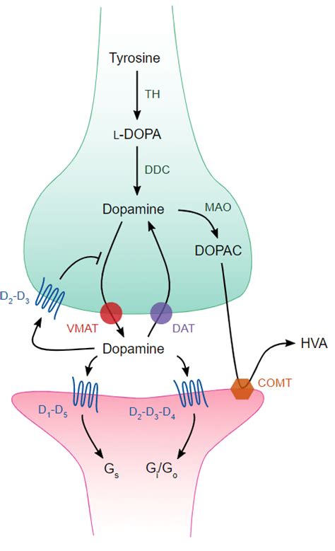 Parkinson’s disease: Focusing on the On-Off phenomenon – Brain, Mind ...