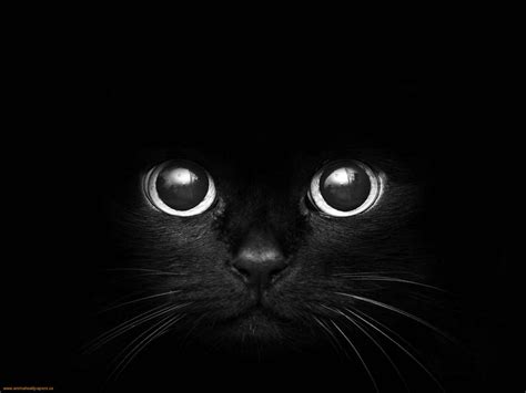 🔥 [40+] Black Cat Eyes Wallpapers | WallpaperSafari