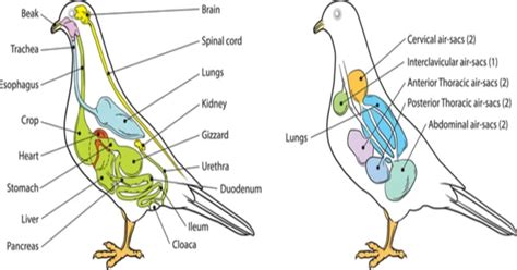 Bird Anatomy: All You Need To Know - Learn About Nature