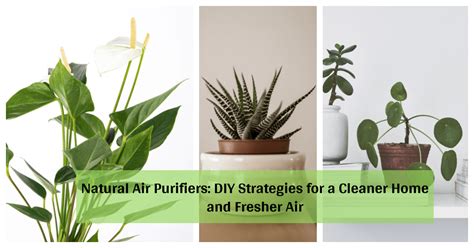 Natural Air Purifiers: DIY Strategies for a Cleaner Home and Fresher Air