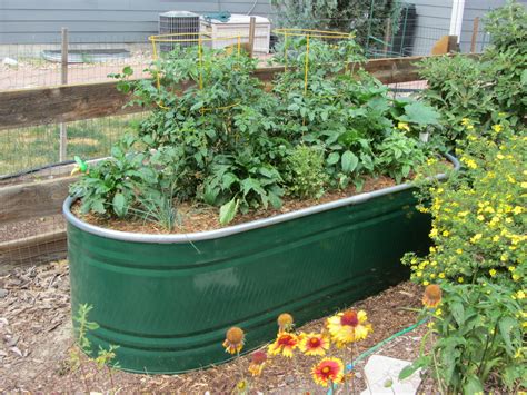 Making a self-watering horse trough planter - Valorie's garden