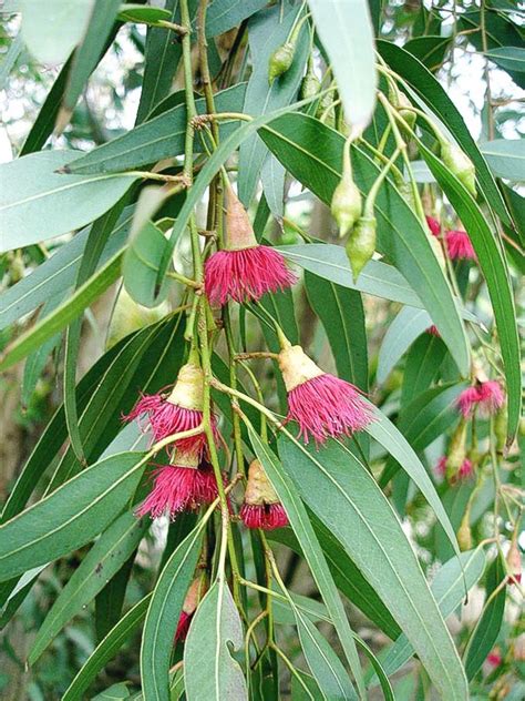 Rainbow Eucalyptus: An Unusual Tree With a Multicoloured Trunk | Owlcation