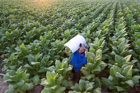 Agriculture harvesting tobacco leaves in the harvest season Senior ...