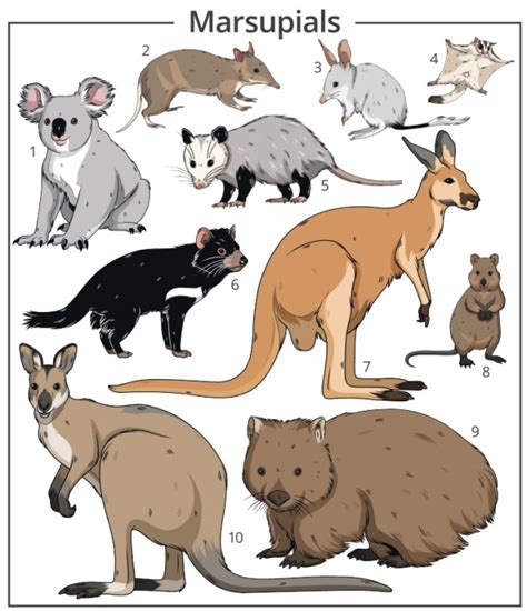 What are Marsupials? | Twinkl Teaching Wiki - Twinkl