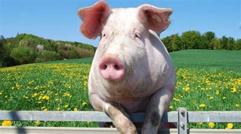 TOP-5 pig breeds for meat - НОВИНИ СІЛЬСЬКОГО ГОСПОДАРСТВА УКРАЇНИ ТА СВІТУ