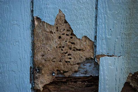 What Are The Signs Of A Termite Infestation? | Termites in Sevierville TN