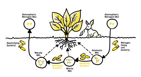 Nitrogen-fixation: healthy soil, happy plants, full bellies ...