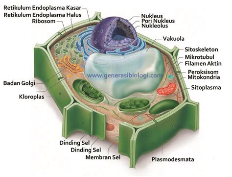 Gambar Sel Tumbuhan Beserta Bagian Dan Fungsinya - Riset