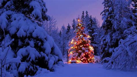 Festive Glow: A 4K Ultra HD Wallpaper of a Christmas Tree in the Evening