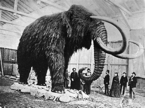 Woolly mammoth cloning war: Scientists are divided over the ethics of ...