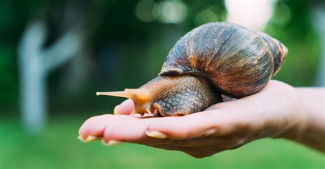 Snail Animal Facts | Achatinoidea | AZ Animals