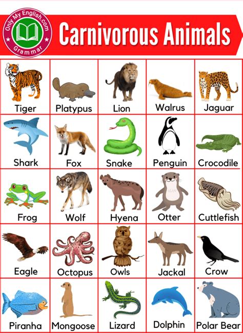 30+ Carnivores Animals Name List with Pictures » Onlymyenglish.com