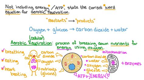 Beautiful Work Chemical Formula Aerobic Respiration Equation Of And ...